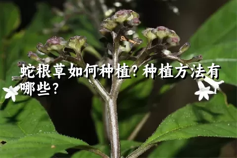 蛇根草如何种植？种植方法有哪些？