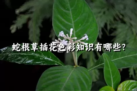 蛇根草插花色彩知识有哪些？