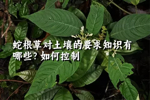 蛇根草对土壤的要求知识有哪些？如何控制