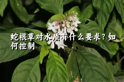 蛇根草对水质有什么要求？如何控制