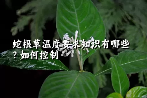 蛇根草温度要求知识有哪些？如何控制