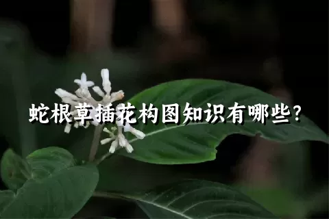 蛇根草插花构图知识有哪些？