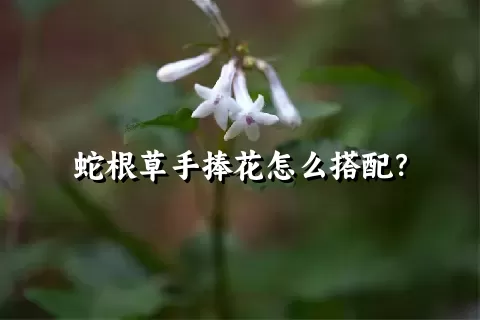 蛇根草手捧花怎么搭配？