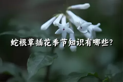 蛇根草插花季节知识有哪些？