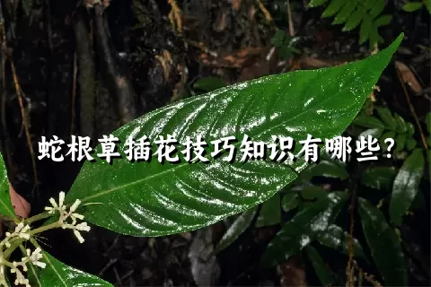 蛇根草插花技巧知识有哪些？