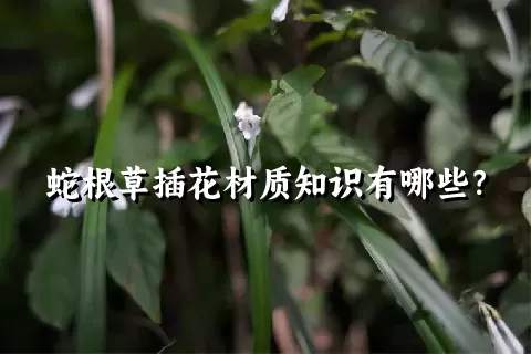 蛇根草插花材质知识有哪些？