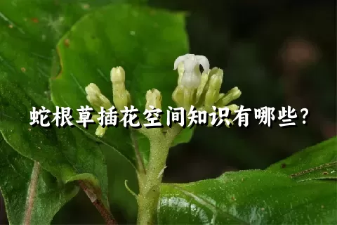 蛇根草插花空间知识有哪些？