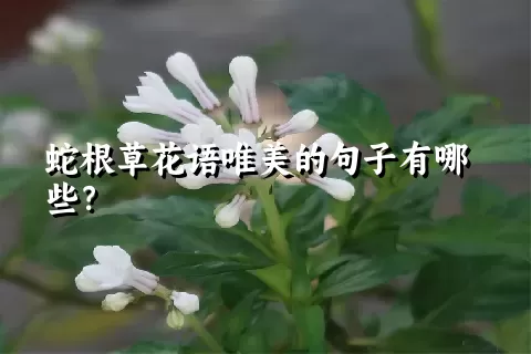 蛇根草花语唯美的句子有哪些？