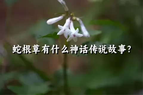 蛇根草有什么神话传说故事？