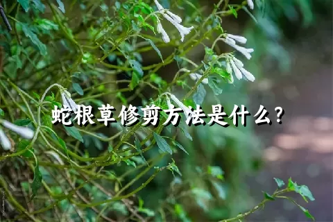 蛇根草修剪方法是什么？