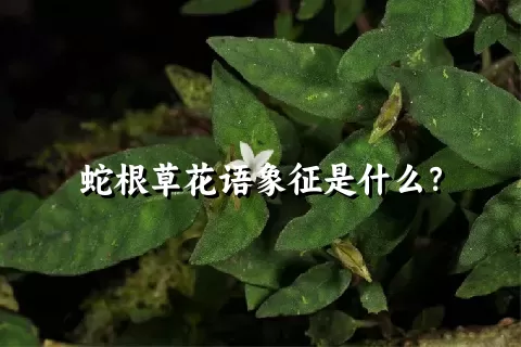 蛇根草花语象征是什么？