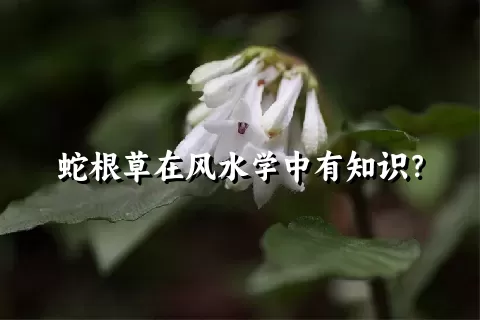 蛇根草在风水学中有知识？