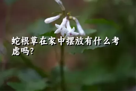 蛇根草在家中摆放有什么考虑吗？