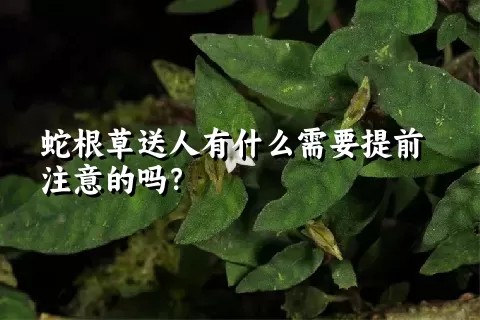 蛇根草送人有什么需要提前注意的吗？