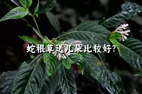 蛇根草送几朵比较好？