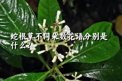 蛇根草不同朵数花语分别是什么？