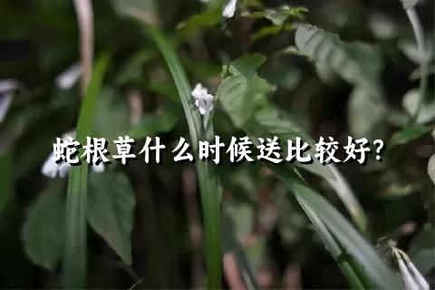 蛇根草什么时候送比较好？