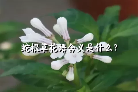 蛇根草花语含义是什么？