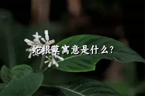 蛇根草寓意是什么？