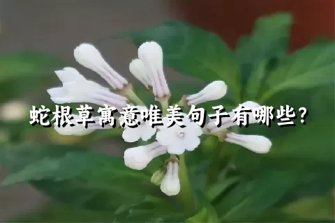 蛇根草寓意唯美句子有哪些？