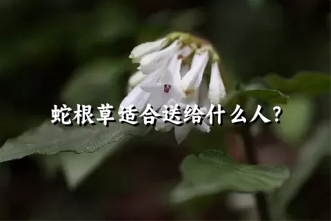 蛇根草适合送给什么人？