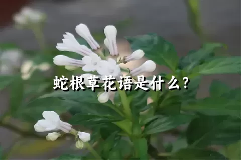 蛇根草花语是什么？