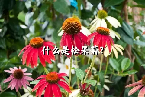 什么是松果菊？