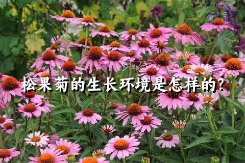 松果菊的生长环境是怎样的？