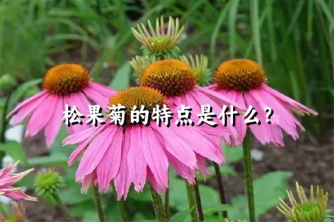 松果菊的特点是什么？