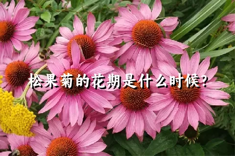 松果菊的花期是什么时候？