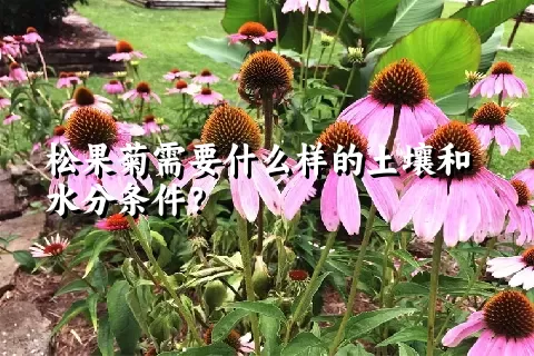 松果菊需要什么样的土壤和水分条件？