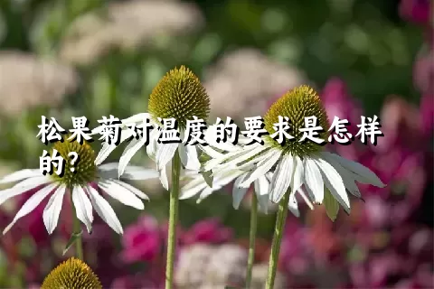 松果菊对温度的要求是怎样的？