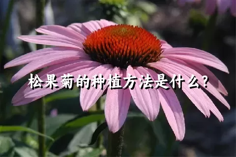 松果菊的种植方法是什么？