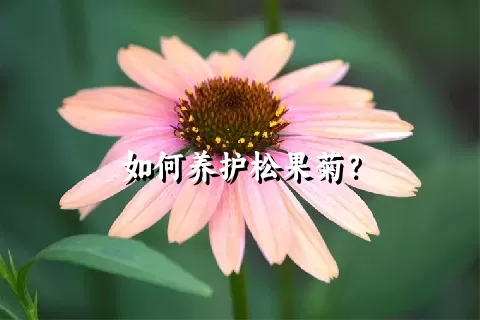 如何养护松果菊？