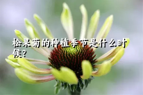 松果菊的种植季节是什么时候？