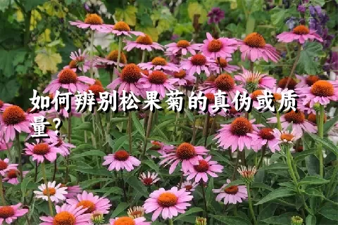 如何辨别松果菊的真伪或质量？