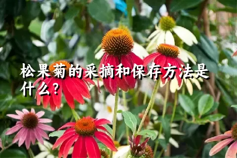 松果菊的采摘和保存方法是什么？