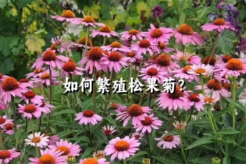 如何繁殖松果菊？