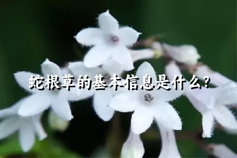 蛇根草的基本信息是什么？