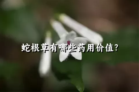 蛇根草有哪些药用价值？