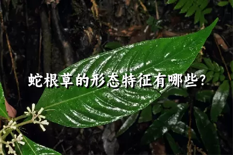 蛇根草的形态特征有哪些？