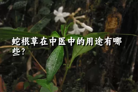 蛇根草在中医中的用途有哪些？