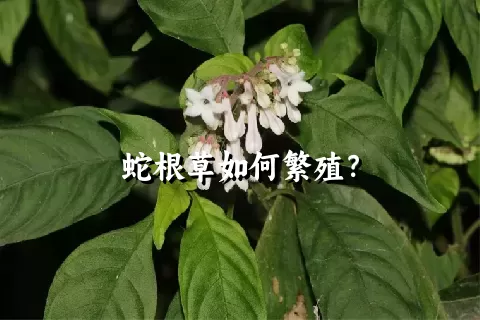 蛇根草如何繁殖？