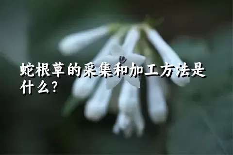 蛇根草的采集和加工方法是什么？