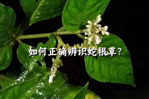 如何正确辨识蛇根草？