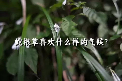 蛇根草喜欢什么样的气候？