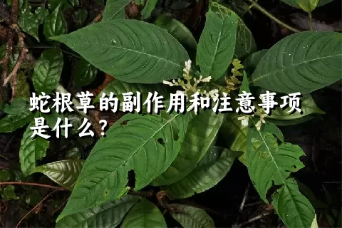 蛇根草的副作用和注意事项是什么？