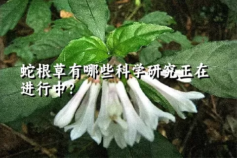 蛇根草有哪些科学研究正在进行中？