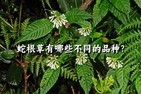 蛇根草有哪些不同的品种？