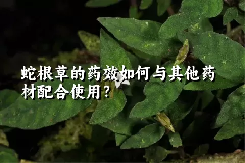 蛇根草的药效如何与其他药材配合使用？